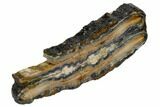 Mammoth Molar Slice With Case - South Carolina #106504-2